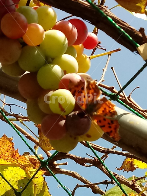포도,과일,열매,식물,fruit,grapes,plant,과일,열매,fruit
