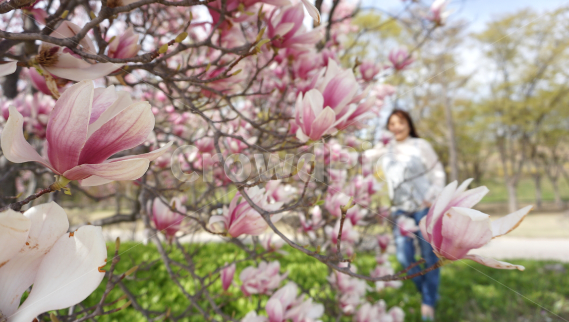 자주벚꽃,벚꽃,봄,호수,꽃,미사리,garden,cherryblossoms,공원,봄,계절,spring,season,식물,자연,plants,nature,꽃,flower,plant,blossom,cherry blossom