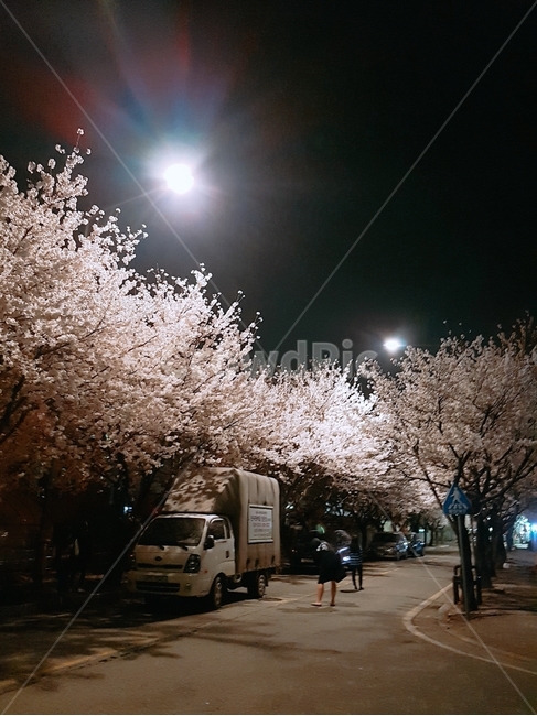 벛꽃나무,벚꽃축제,야경,벚꽃,벚꽃야경,봄,계절,spring,season,야경,밤,풍경,nightscape,night,landscape,plant,식물,transportation,교통,vehicle,차량,truck,트럭,flower,꽃,blossom