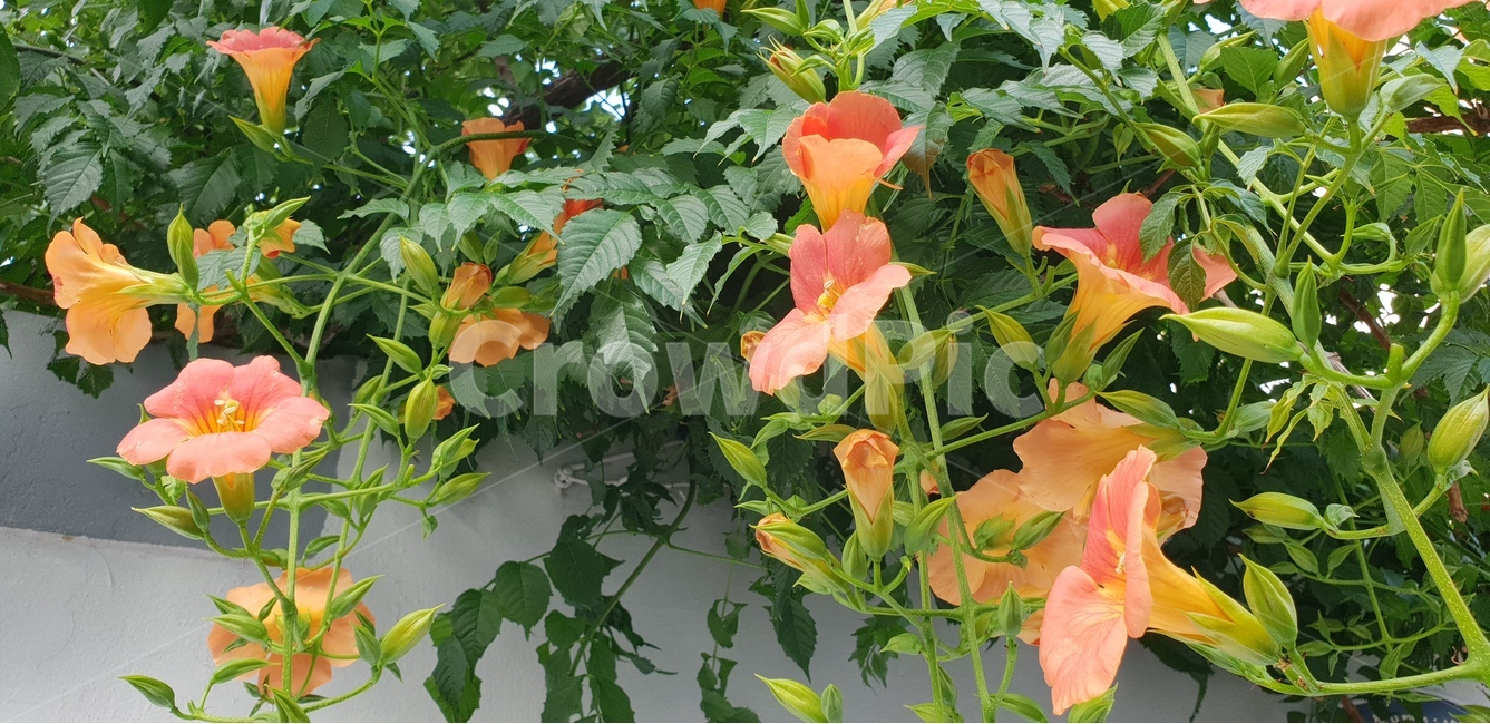 능소화,담장화,금등화,담장덩굴꽃,양반꽃,식물,자연,plants,nature,꽃,flower