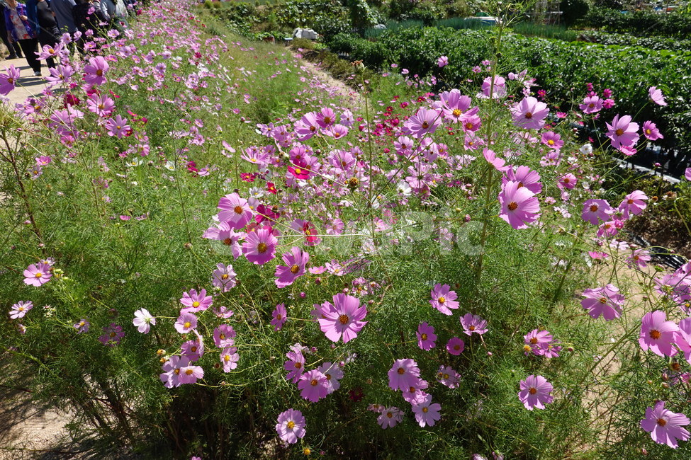 꽃축제,가을꽃,배경화면,자연,flower,autumn,nature,꽃밭,가을,계절,fall,autumn,season,식물,자연,plants,nature,꽃,flower,geranium,제라늄,blossom,plant,pottery,도기류,vase,병 장식,jar,항아리,potted plant,화분