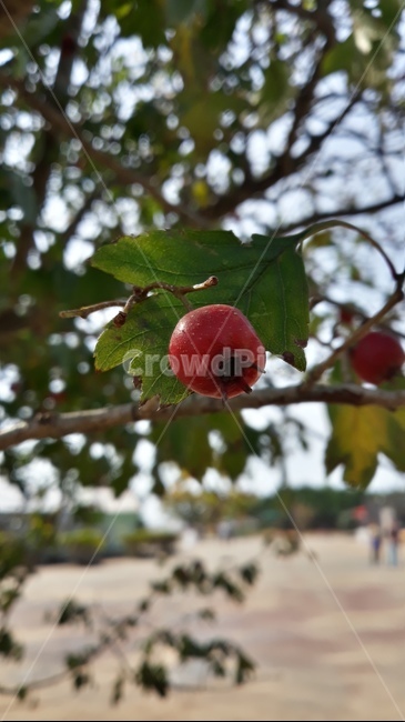 열매,나무,나뭇잎,자연,fruits,tree,leaf,fall,가을