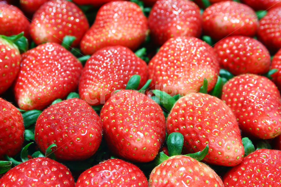 딸기,과일,딸기밭,딸기농사,딸기재배,과일,열매,fruit