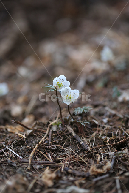 봄,꽃,야생화,변산바람꽃,바람꽃,산,spring,flower,wildflower,windflower,봄,계절,spring,season,식물,자연,plants,nature,꽃,flower,plant,ground,바닥