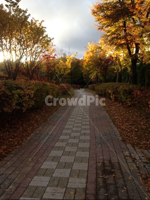 가을길,가을,공원,산책,단풍,가을,계절,fall,autumn,season,자연,풍경,nature,landscape,path,통로,walkway,보도,sidewalk,pavement,포장