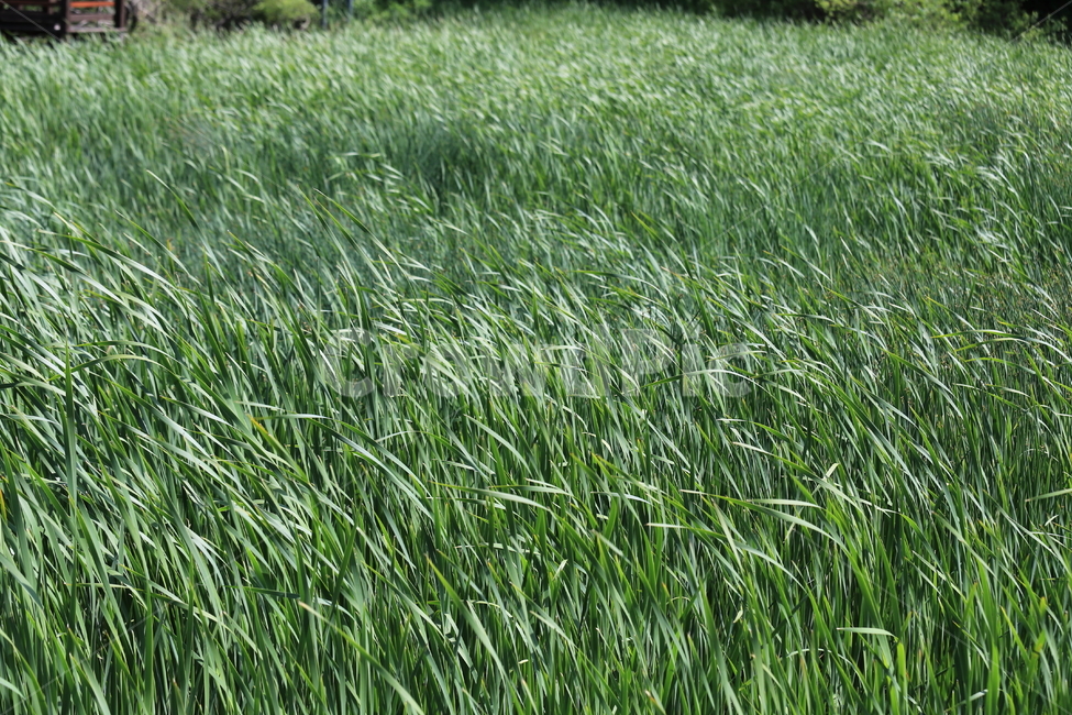 녹색,녹색향기,녹색향연,바람,흔들흔들,식물,자연,plants,nature