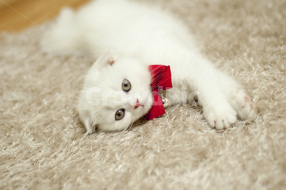 고양이,스코티쉬폴드,흰색고양이,하얀고양이,아기고양이,고양이눈,회색고양이눈,동물,animal,포유류,mammal,고양이,cat,kitten,kitty