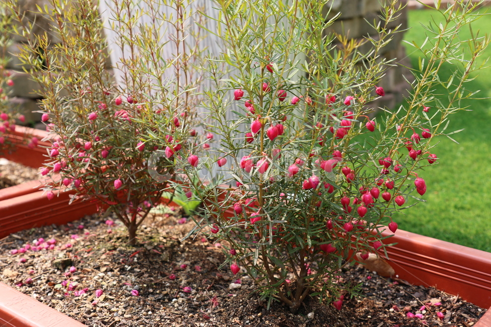 꽃,초록,봄,식물,화사한,식물,자연,plants,nature,꽃,flower