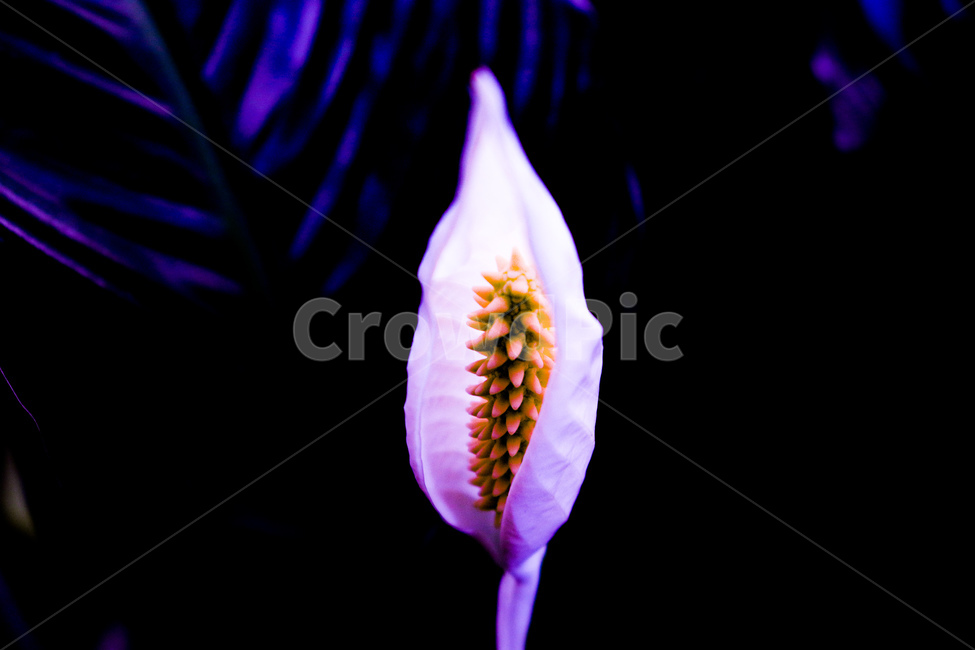 꽃,나무,꽃나무,봄나무,봄,자연,여름,계절,하늘,하늘색,흰꽃,blossom,flower,geranium,식물,plant,제라늄,spring,summer,season,식물,자연,plants,nature,꽃,flower