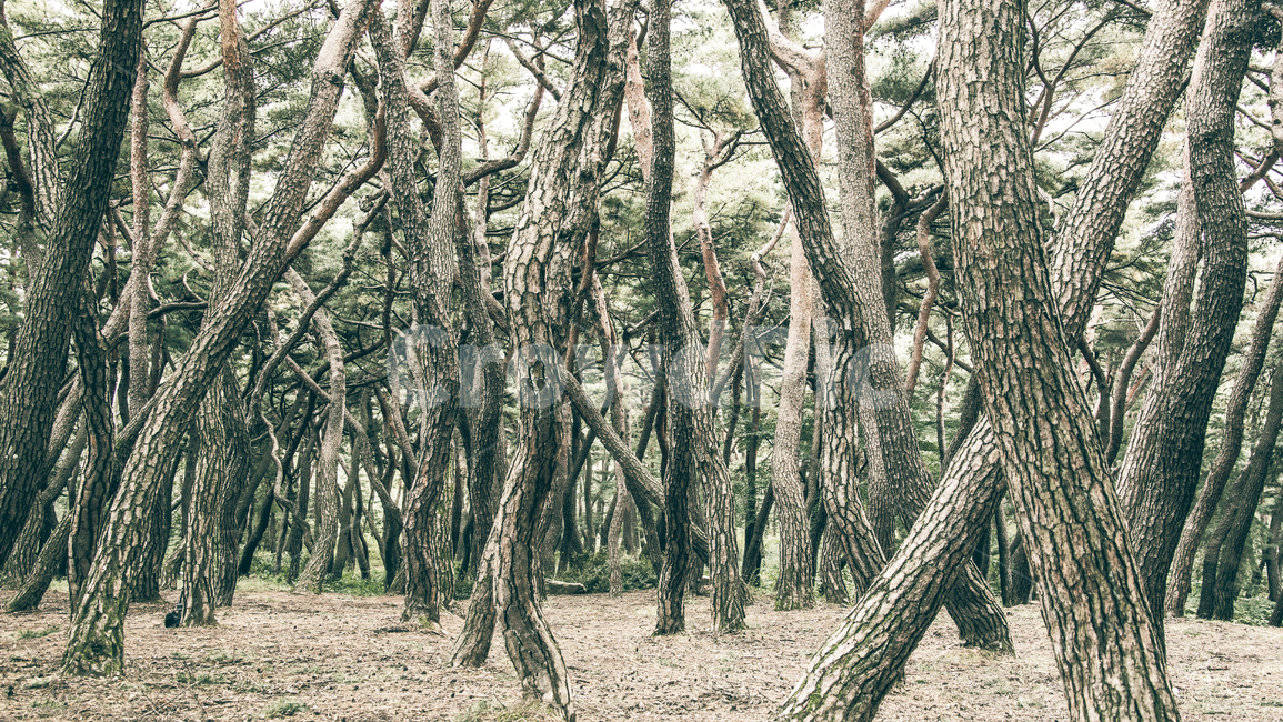 숲,소나무숲,삼릉숲,소나무,나무,식물,자연,plants,nature,나무,trees,wood