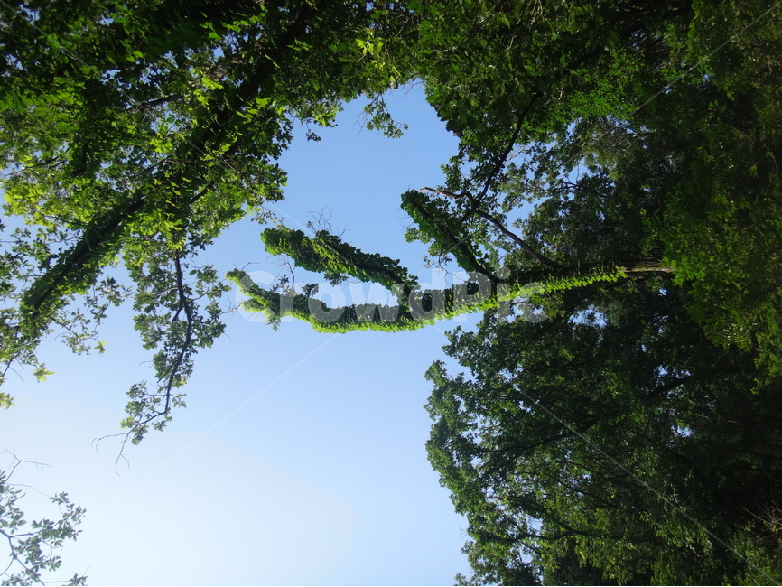 하늘,풍경,자연,나무,풀잎,자연,풍경,nature,landscape,tree,plant,식물,outdoors,옥외,garden,정원