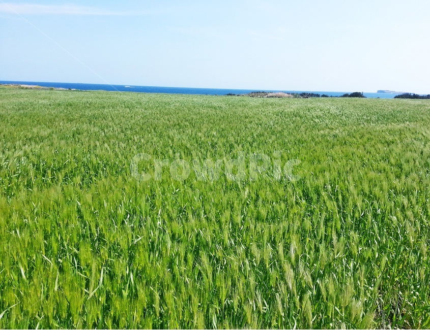 가파도,청보리,푸른,섬,축제,바다,해안선,보리,자연,풍경,nature,landscape,제주도,jeju,jeju island,field,들