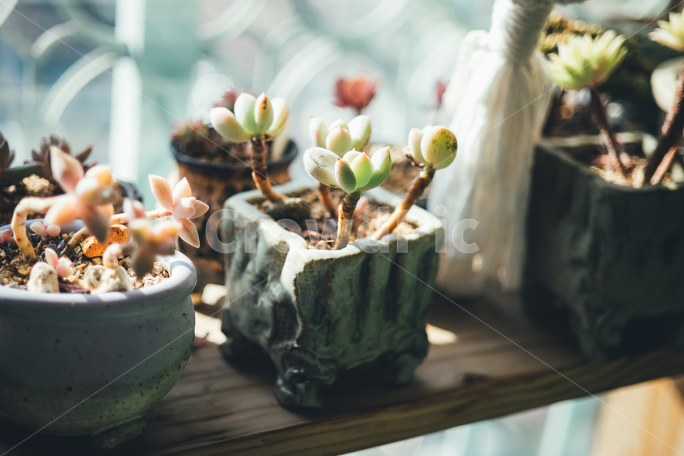 선반,다육,화분,흙,인테리어,식물,자연,plants,nature,실내용화초,화분,화초,house plant,감성,sensible,feeling,인테리어,실내디자인,interior design