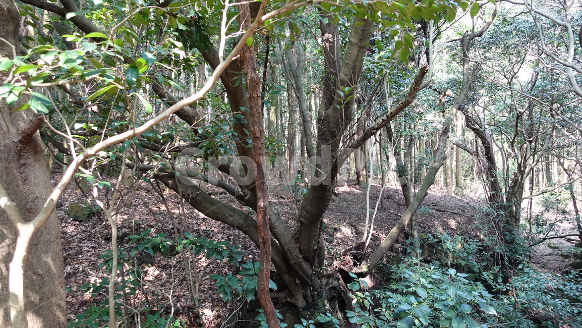 제주도,거문오름,오름,자연,nature,숲,forest,수풀,나무,tree,jeju,jejuisland,green,비자림,서거문이오름,제주
