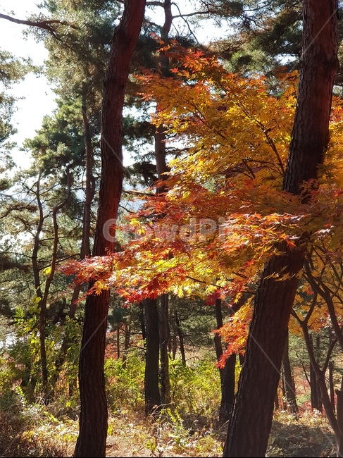 단풍,청남대단풍,단풍나무,가을,단풍잎,대청호단풍,가을단풍,빨간단풍,노란단풍