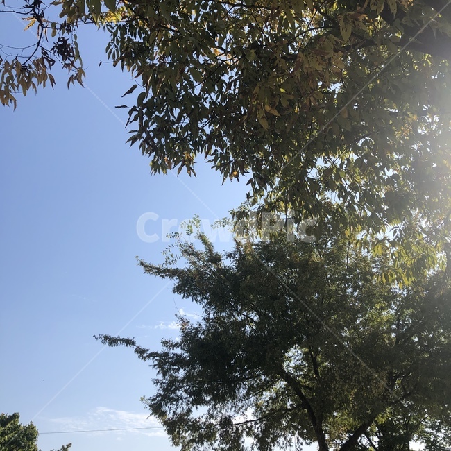 tree,나무,light,빛,plant,하늘,sky,자연,nature,자연,풍경,nature,landscape