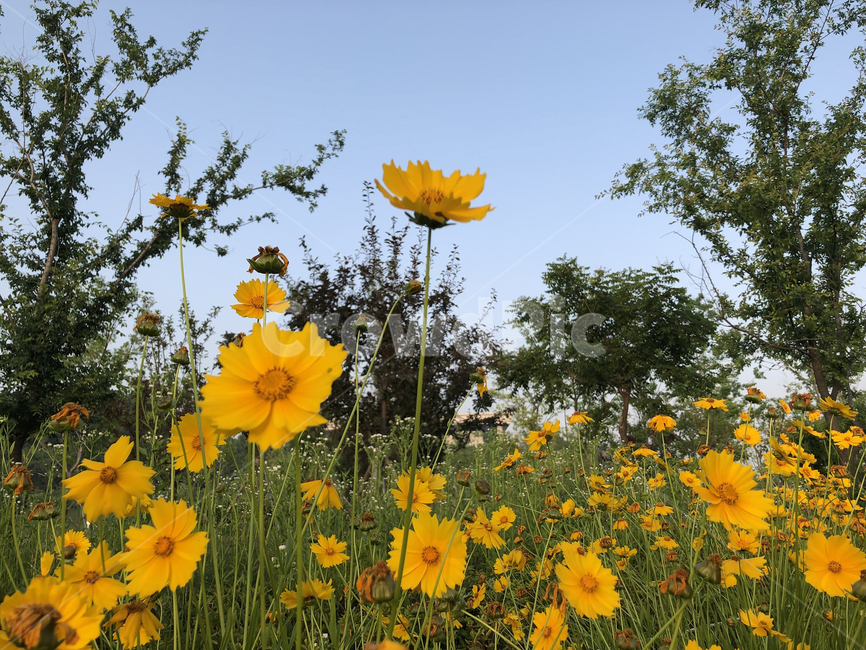 꽃,꽃밭,하늘,화단,여름꽃,나무,풀,숲,공원,flower,yellow,식물,자연,plants,nature,꽃,flower