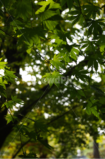 식물,plant,자연,nature,나무,식물,자연,plants,nature