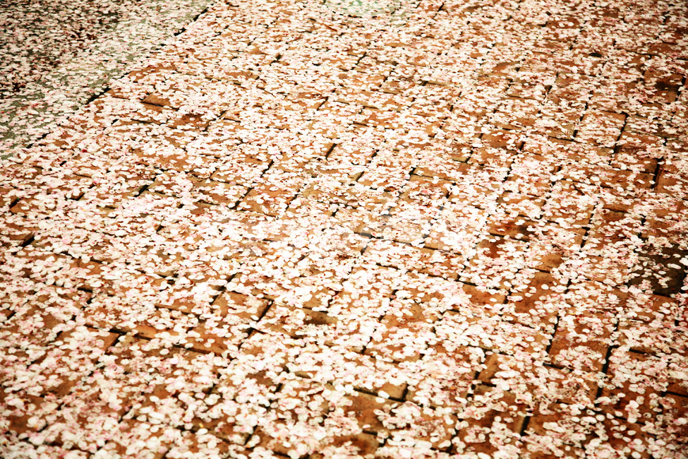 petal,꽃잎,blossom,꽃,flower,plant,식물,ground,바닥,벚꽃,벚꽃잎