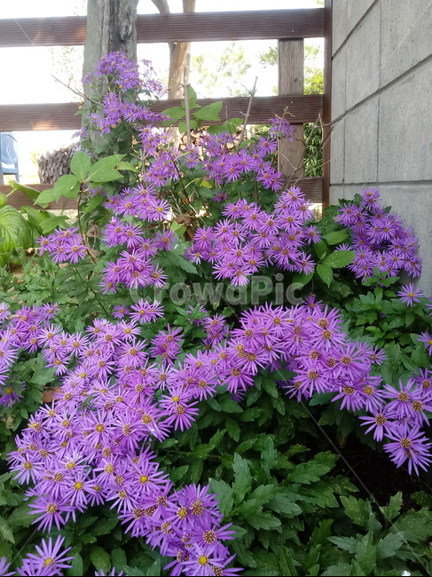 꽃,flower,plant,blossom,식물,아스타,aster,보라색꽃,식물,자연,plants,nature,꽃,flower