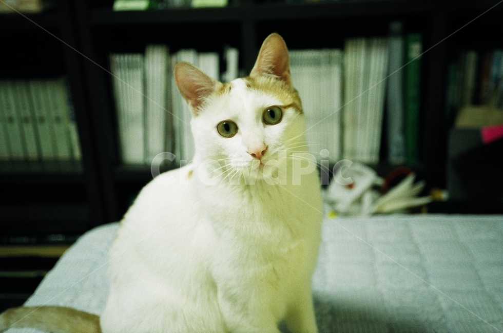 필름,필름사진,film,동물,고양이,cat,pet,반려동물,애완동물,포유류,animal,동물,animal,포유류,mammal,고양이,cat,kitten,kitty