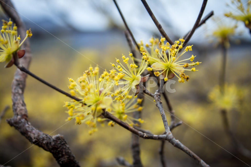 산수유,산수유꽃,봄꽃,꽃,flower,blossom,자연,nature,시골