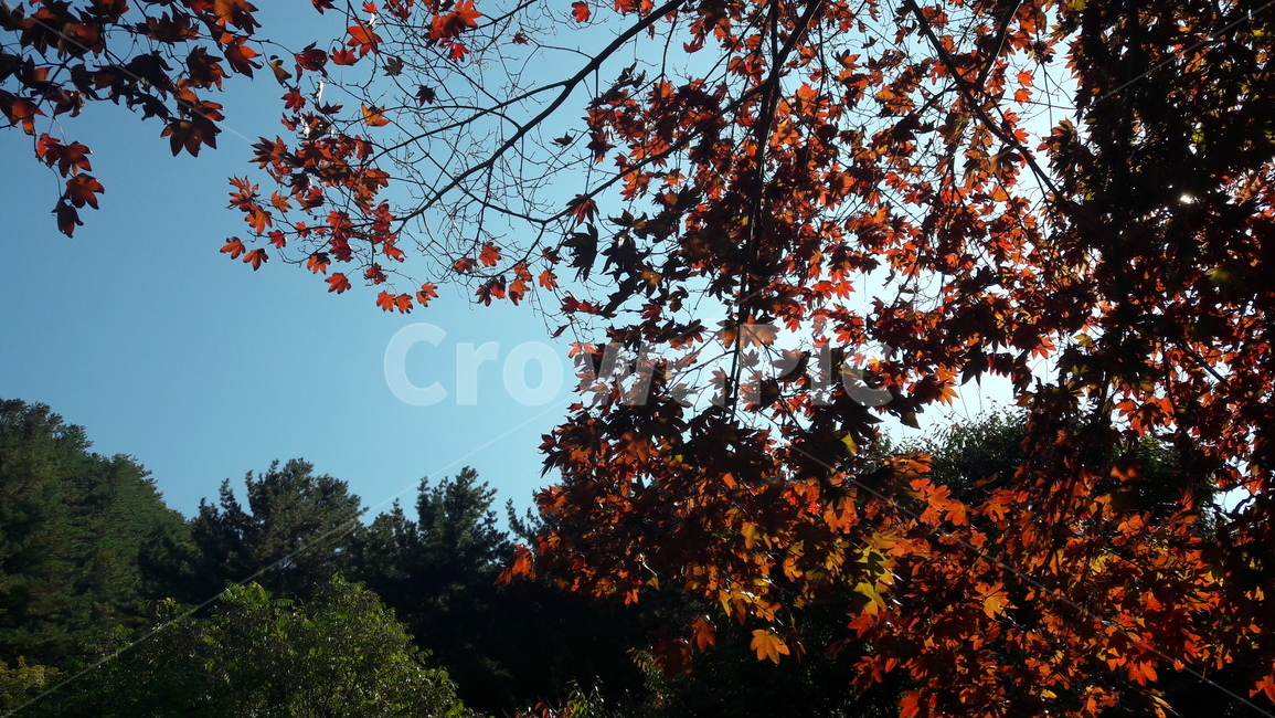 가을,풍경,단풍,하늘,나무,가을,계절,fall,autumn,season,자연,풍경,nature,landscape,leaf,잎,plant,식물,tree,maple