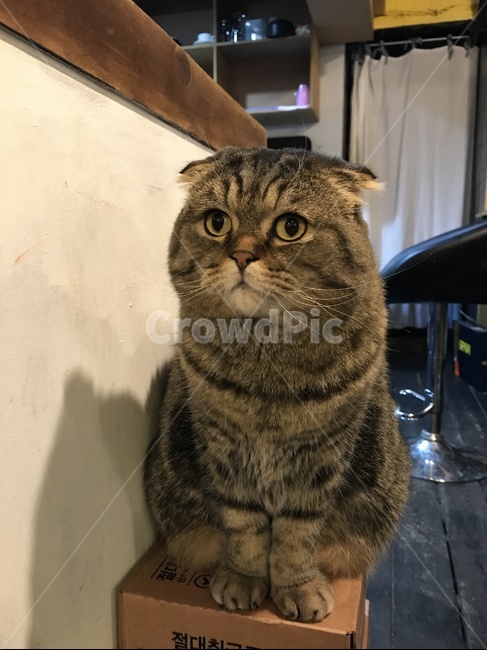 스코티쉬폴드,반려묘,고양이,애완고양이,애완묘,애완동물,스코티쉬,카페,고양이무늬,동물,animal,포유류,mammal,고양이,cat,kitten,kitty