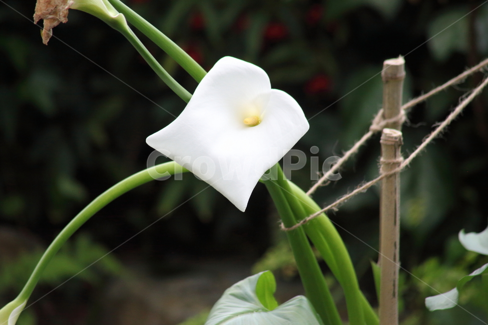 칼라,카라,꽃,봄,calla,카라꽃,식물,zantedeschiaaethiopicaflower