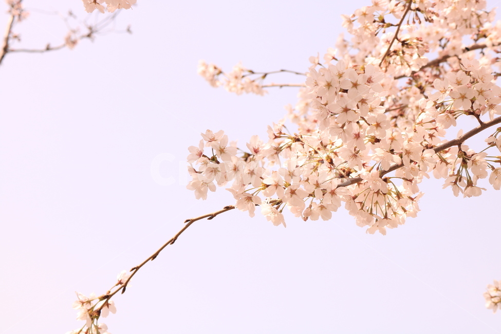 벚꽃,순결,봄,봄꽃,감성,봄,계절,spring,season,식물,자연,plants,nature,꽃,flower,plant,blossom,cherry blossom