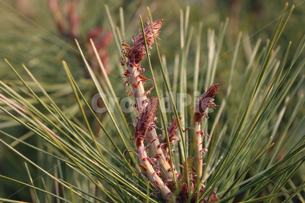 소나무,솔잎,pine,pinetree,tree