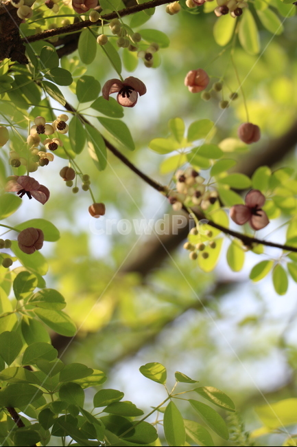 으름꽃,5월,꽃,생태공원,초록산책,봄,계절,spring,season,식물,자연,plants,nature,꽃,flower,plant,fruit,과일,food,음식