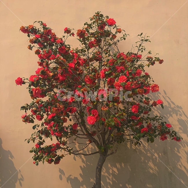 꽃,동백꽃,나무,동백나무,flower,식물,자연,plants,nature,꽃,flower