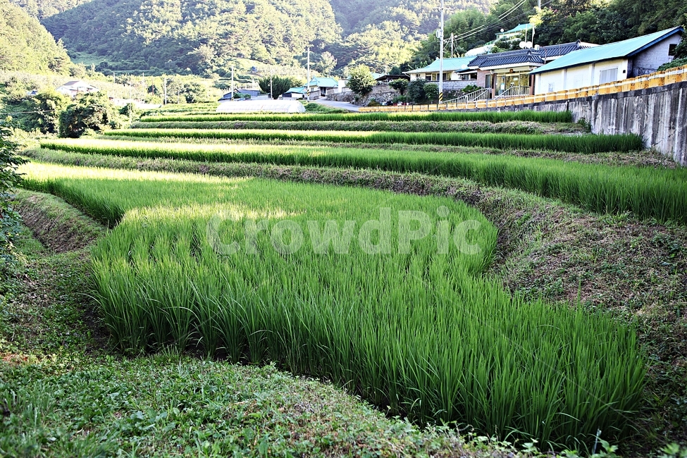 논,벼,농사,시골,쌀,곡식,풍경,여름,논농사,농업,농사,agriculture,farming,farming industry