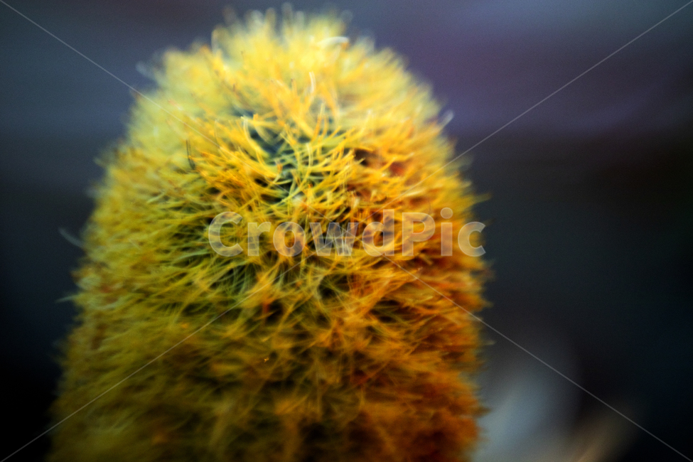 moss,이끼,plant,식물,클로즈업,풀,식물,자연,plants,nature