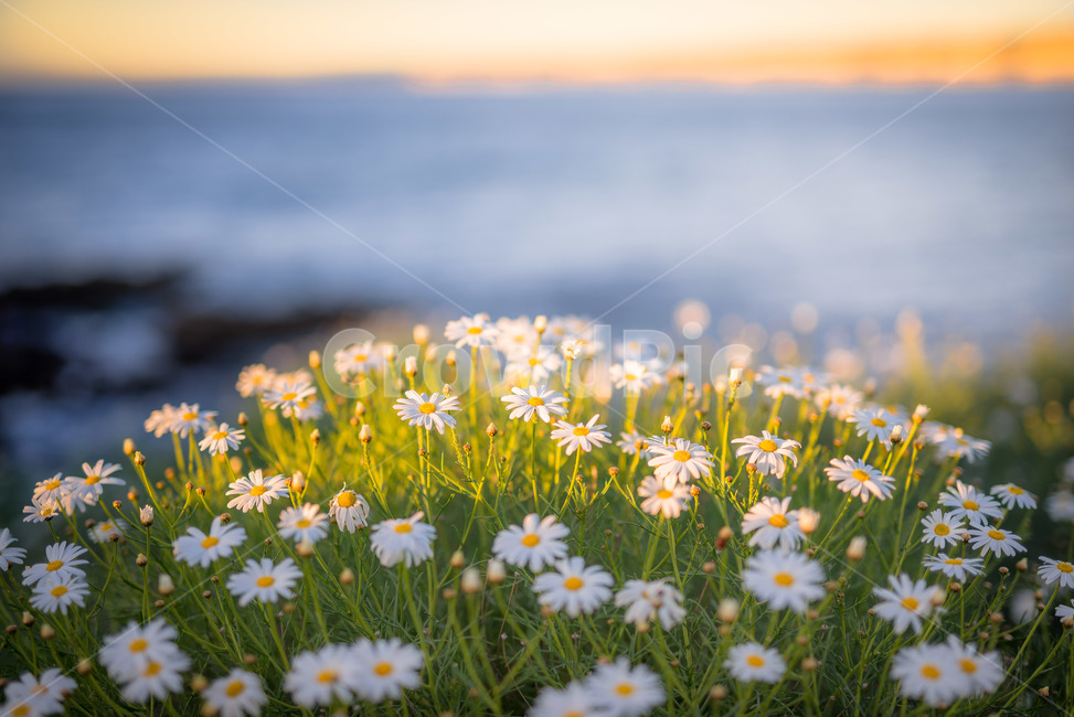 plant,식물,daisy,blossom,데이지,꽃,flower,식물,자연,plants,nature,꽃,flower