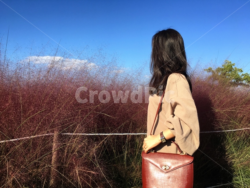 사람,뒷모습,여자,감성,핑크뮬리,가을감성,가을,옆모습,감성사진,pinkmuhlygrass,autumn,fall,배경