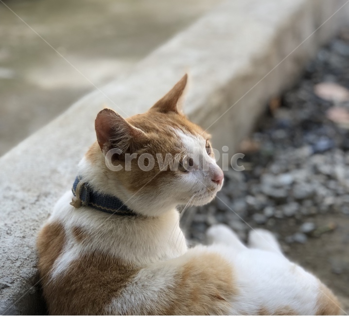 고양이,귀여운고양이,애완동물,잠자는고양이,자는고양이,잠자는,졸린,졸린고양이