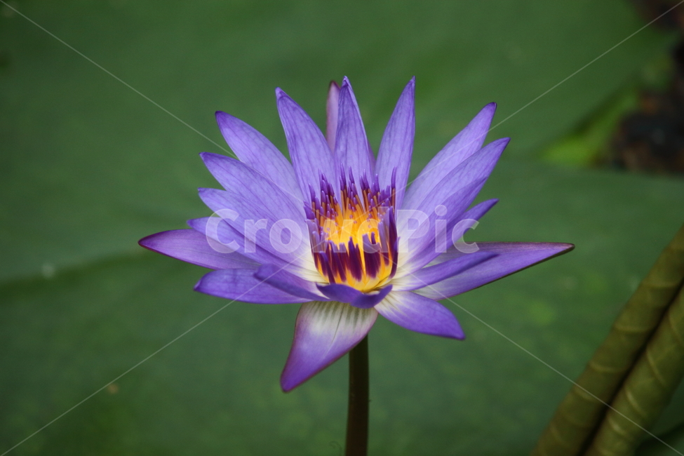 수련,꽃,수련꽃,연,waterlily