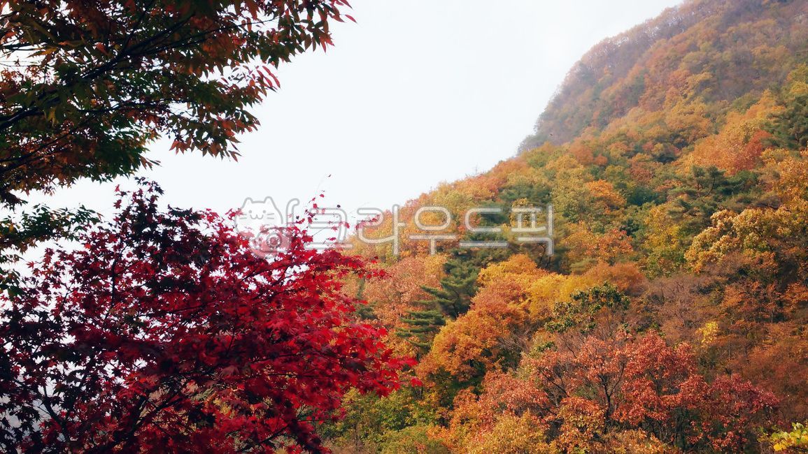 가을, 단풍, 산, 울긋불긋, 등산, 사진,이미지,일러스트,캘리그라피 - HAPPY RICH작가