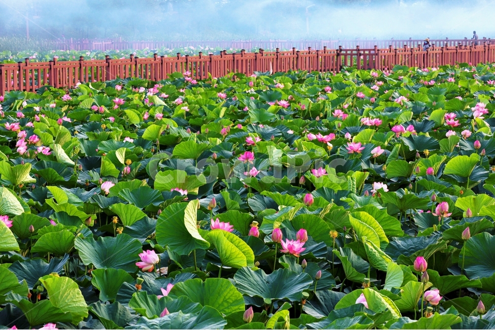 연꽃,여름,풍경,광주,양산동,자연,풍경,nature,landscape,식물,plants,꽃,flower,plant