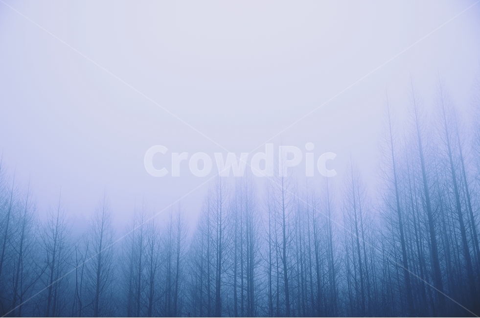 감성사진,아침,나무,숲,안개,자연,풍경,nature,landscape,감성,sensible,feeling,weather,날씨,outdoors,옥외