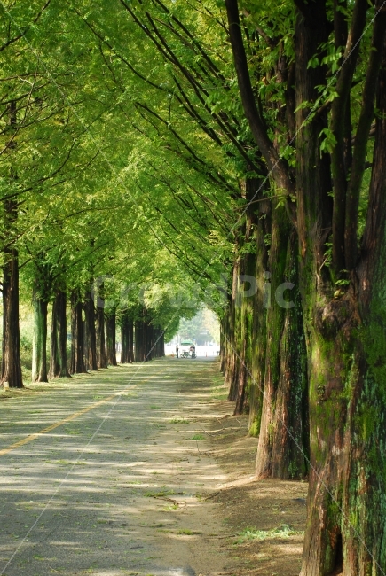 담양,메타쉐콰이어,초록길,휴식,나무,가로수,자연,풍경,nature,landscape,여름,계절,summer,season,tree,plant,식물,outdoors,옥외