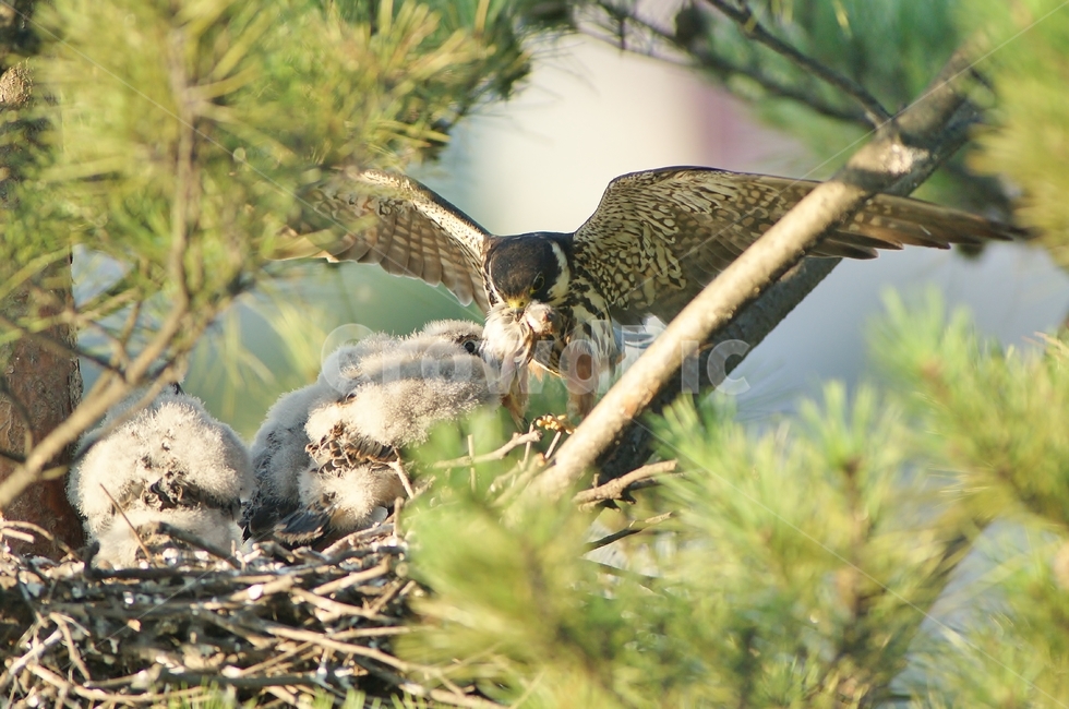 새홀리기,육추,둥지,조류,맹금류,동물,animal,조류,새,birds,가족,패밀리,family