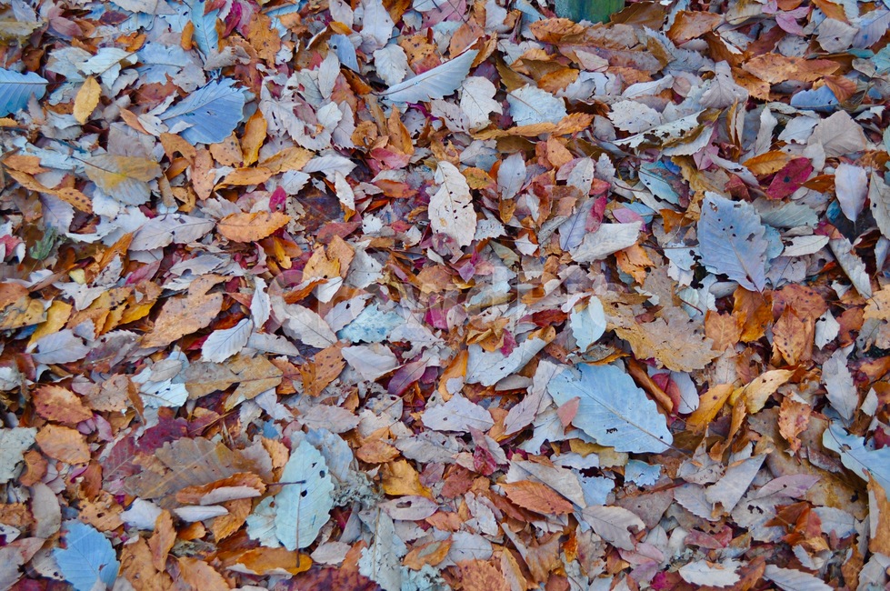 낙엽,가을,쓸쓸함,외로움,고독,쌀쌀함,가을,계절,fall,autumn,season,식물,자연,plants,nature,plant,leaf,잎,tree,나무,ground,바닥
