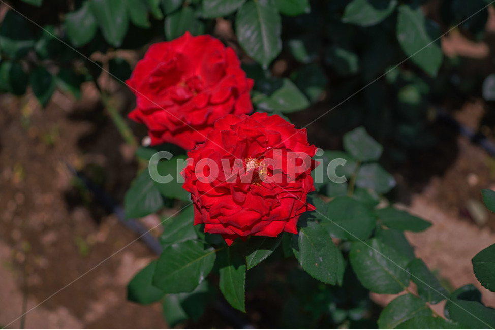 장미,5월의여왕,빨강,붉은장미,장미공원,대구,red,rose,roses,두류공원,이곡장미공원,꽃,봄,여름,식물,자연,plants,nature,꽃,flower