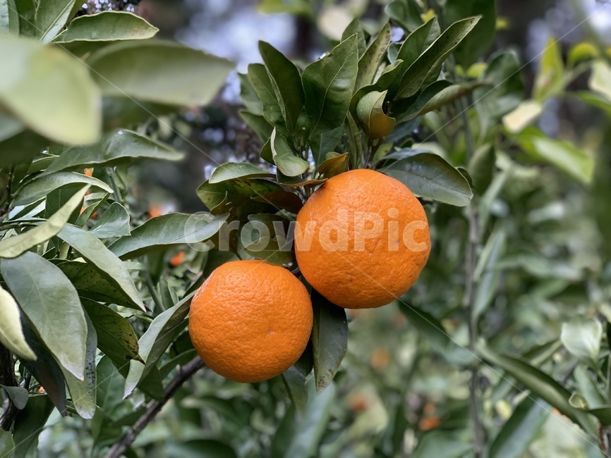 귤,음식,오렌지색,먹음직스러운,food,citrusfruit,감귤류과일,plant,식물,과일,fruit,orange,주황색,tangerine,제주,제주도,시원한,맛있는,달콤한,두개,쌍둥이,나무