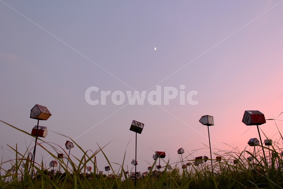 하늘,풀,일몰,그라데이션,달,자연,풍경,nature,landscape,야경,밤,nightscape,night,색깔,색상,색채,색감,color sense,color sensitivity,feeling of color,outdoors,옥외