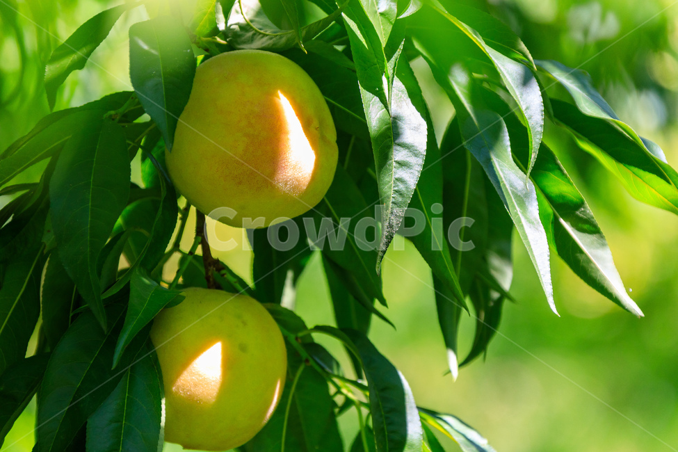 복숭아,과수원,식품,과일,수확,가을,익은,농업,식물,자연,plants,nature,과일,열매,fruit