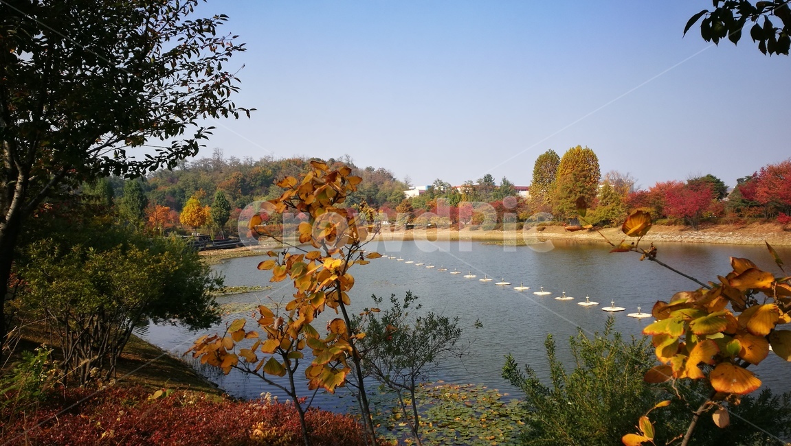 가을,호수,단풍,공원,나무